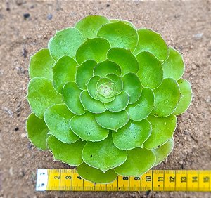 Aeonium tsavolit