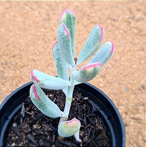 Cotyledon orbiculata var. flanaganii