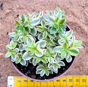 Crassula volkensii variegata