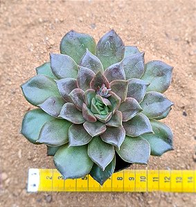 Echeveria mina fosca
