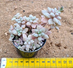 Graptopetalum (Sedum) mirinae