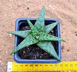 Aloe  sp  (folha verde)