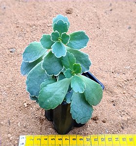Kalanchoe fedtschenkoi variegata