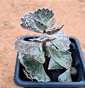 Kalanchoe rhombopilosa