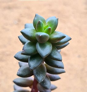 Sedeveria jet beads