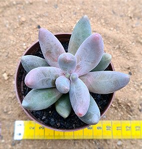Pachyphytum guangzhou