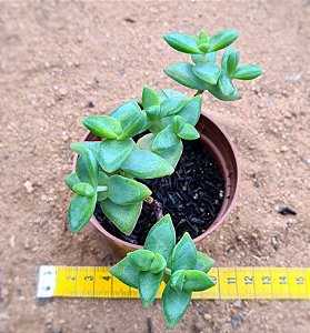 Crassula sun star