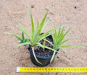 Billbergia nutans