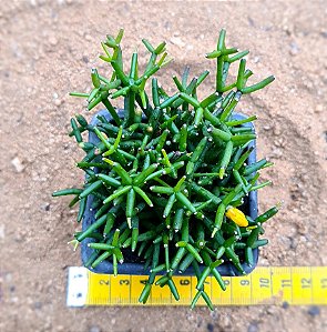 Rhipsalis cereuscula