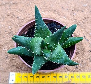 Haworthia margaritifera