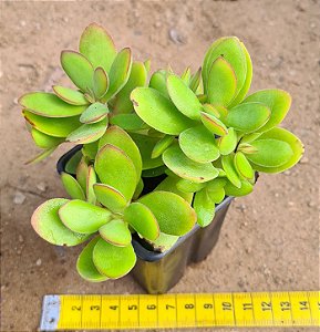 Crassula money maker