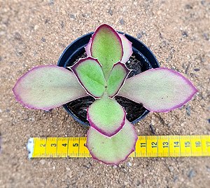 Kalanchoe synsepala