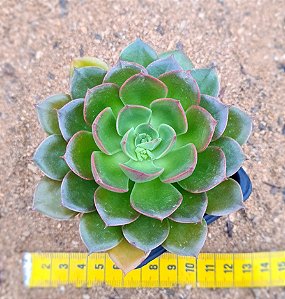 Echeveria mont serrat