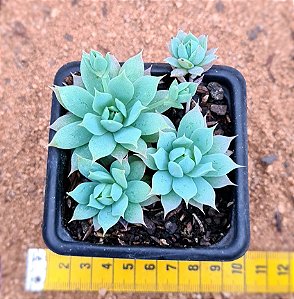 Graptopetalum macdougallii