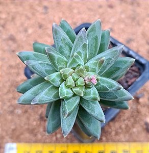 Pachyphytum ssp.  "suculenta-diamante"
