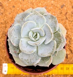 Echeveria cubic pagoda