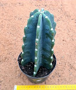 Cereus jamacaru subs. inermis
