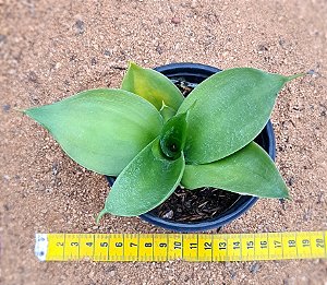 Sansevieria hahnii black