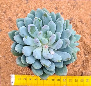 Pachyveria clavifolia
