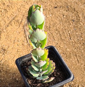 Kalanchoe laxiflora violacea