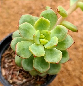 Echeveria tencho aqua blanca