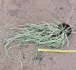 Rhipsalis baccifera - "Rhipsalis macarrão"