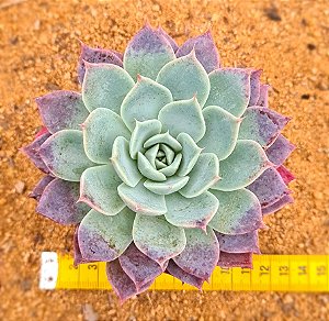 Echeveria pink bubble
