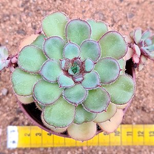 Echeveria setosa paula