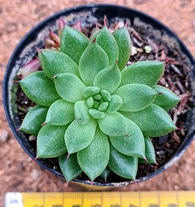 Echeveria agavoides rainstar