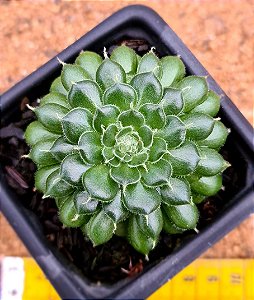 Echeveria iona