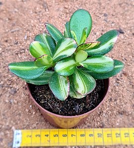 Crassula ovata 'Hummel's Sunset'