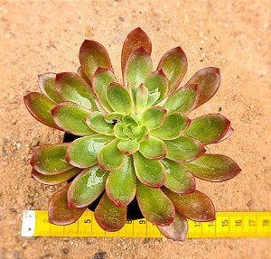 Echeveria Persefone rubra