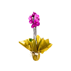 Orquídea Média Pink
