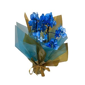 Orquídea Média Azul
