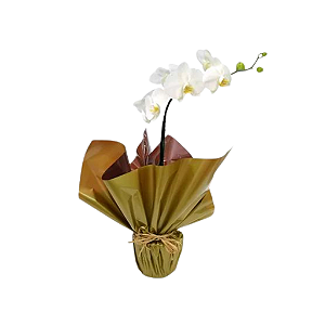 Orquídea Branca