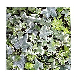 Descanso de Panela Verde (Magic Forest) - 2 Un