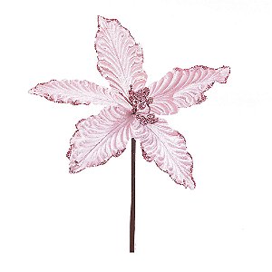 Poinsetia Rosa