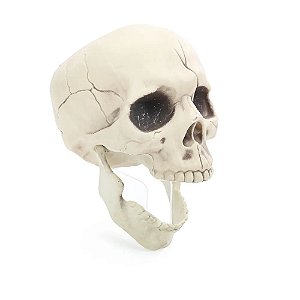 Crânio com Mandíbula Móvel 20cm - 1 Un