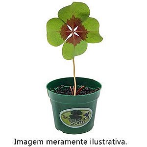 Kit Ecológico Vamos Plantar - Trevo da Sorte