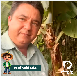 CURIOSIDADE