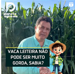 VACA LEITEIRA NÃO PODE SER MUITO GORDA. SABIA?