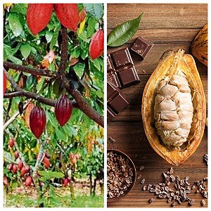CACAU (Theobroma cacao)