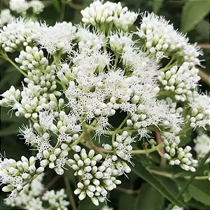 ASSA PEIXE (Vermonia polyanthes)