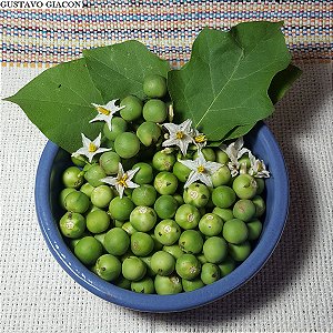 JURUBEBA (Solanum paniculatum)