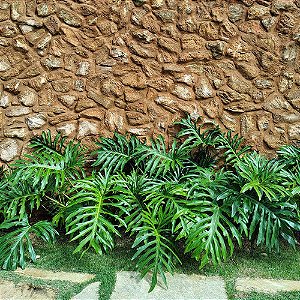 GUAIMBÉ (Philodendron bipinnatifidum) - Muda com até 60 cm