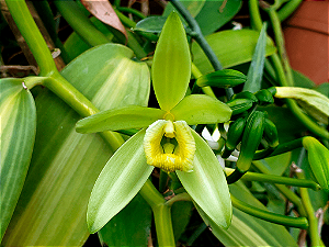 BAUNILHA (Vanilla planifolia) - Até 30 cm