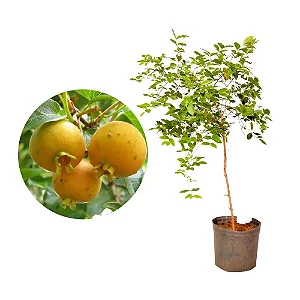 GABIROBA (Campomanesia xanthocarpa)