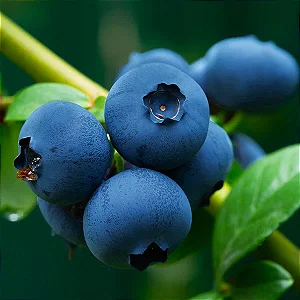 BLUEBERRY ou MIRTILO (Vaccinium ashei) - Muda com até 60 cm