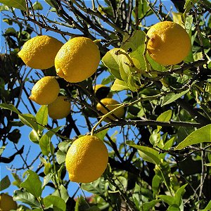LIMÃO SICILIANO (Citrus Limon)