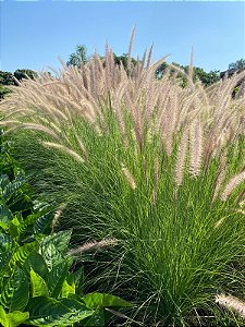 CAPIM DO TEXAS VERDE (Pennisetum setaceum)